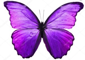 farfalla fibromialgia 2022
